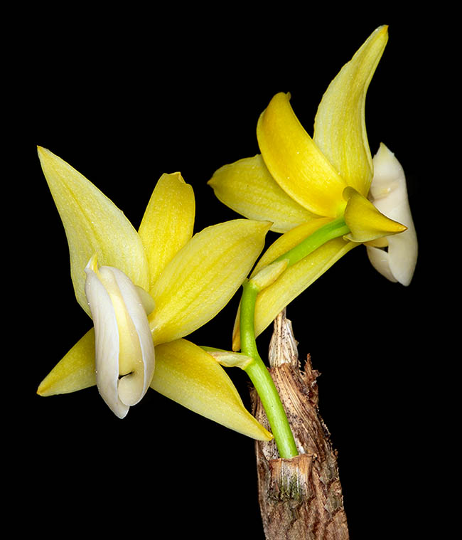 Mormodes warszewiczii, endemico del Brasile, Per&ugrave; e Bolivia, fiorisce alla base di pseudobulbi senza foglie.
