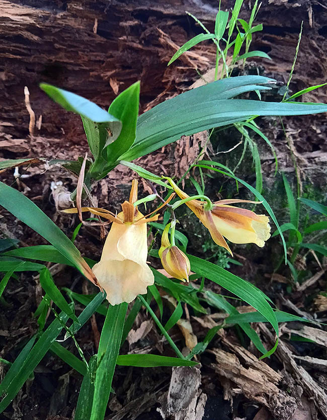 Galeandra baueri cresce in Bolivia, Brasile settentrionale, Colombia, Guyana francese, Per&ugrave; e Suriname, in ambienti tropicali umidi a 800-1200 m d&rsquo;altitudine. L'infiorescenza terminale &egrave; una pannocchia di circa 30 cm.