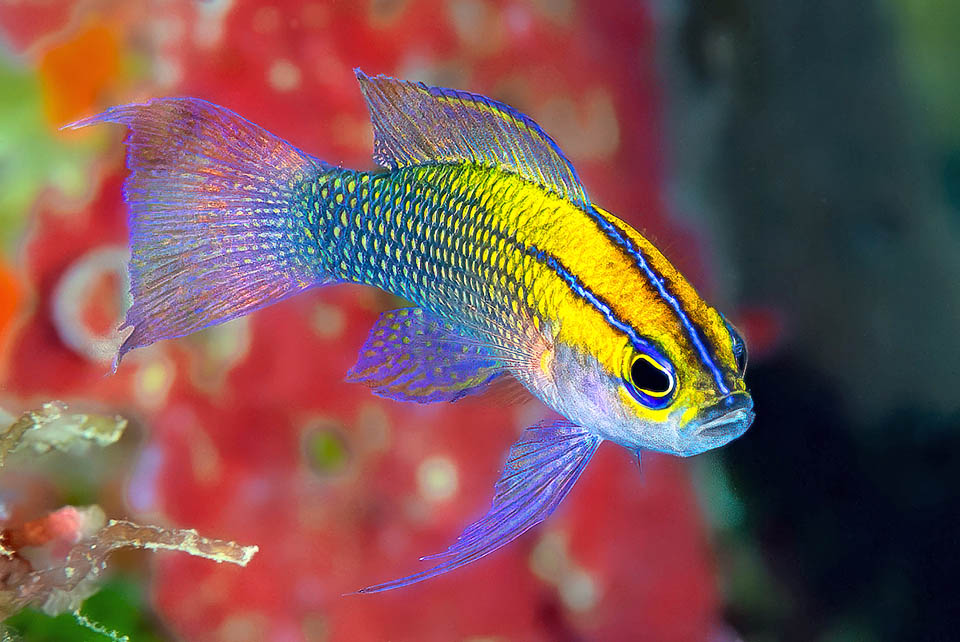 La sfavillante livrea gialla di Lipogramma trilineata, pi&ugrave; o meno estesa e con tonalit&agrave; marroni aranciate nella prima parte, sfuma progressivamente al blu-grigiastro verso la coda.