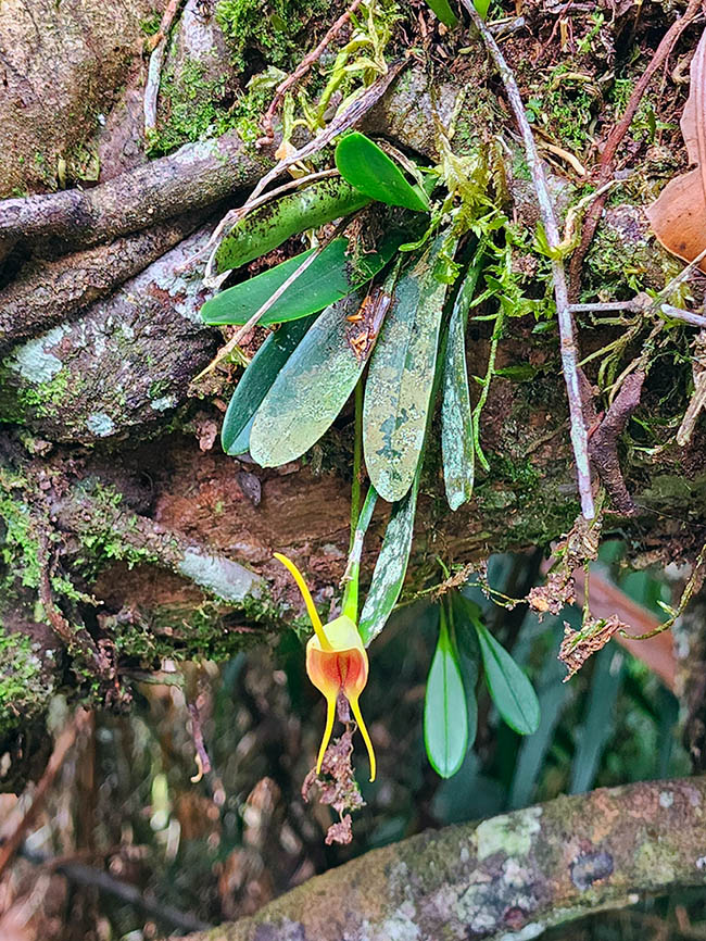 Le infiorescenze di Masdevallia infracta, rette da un peduncolo di 15-20 cm, possono portare anche 5 fiori che sbocciano in successione.