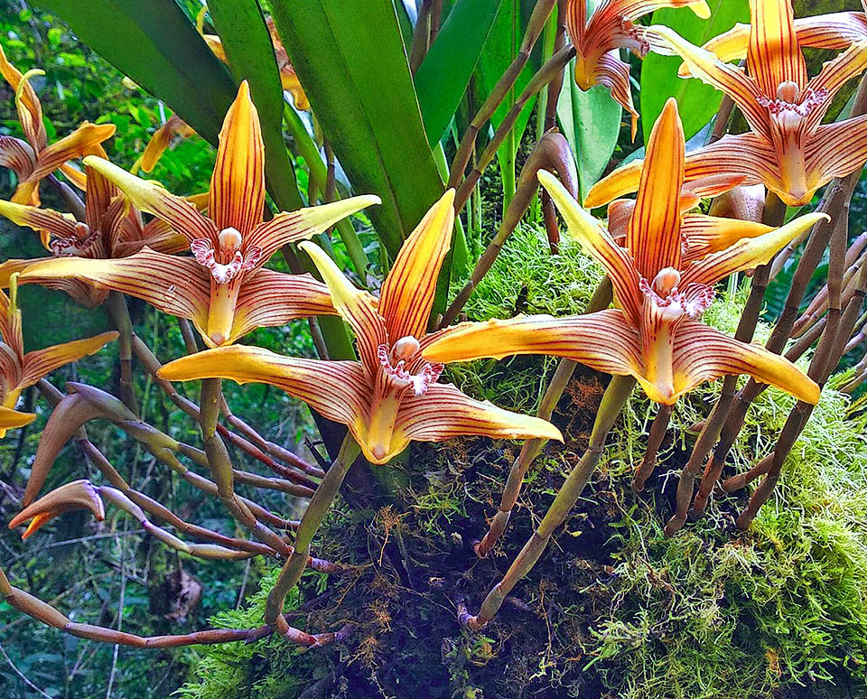 I fiori di Maxillaria striata sono di lunga durata, con vistose striature come indica il nome specifico, misurano anche 12 cm e sono intensamente profumati.