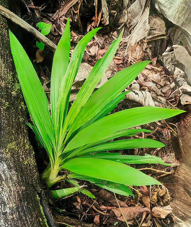 The pseudobulbs of Mormodes maculata bear 4-6 deciduous, plicate, leaves, oblanceolate to elliptic, sharp, wirth evident veins.