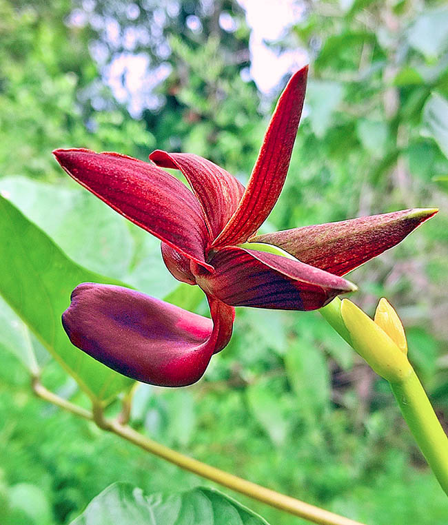 I fiori delle specie assegnate a questo genere emanano inoltre un forte odore che attira le api della trib&ugrave; Euglossini.