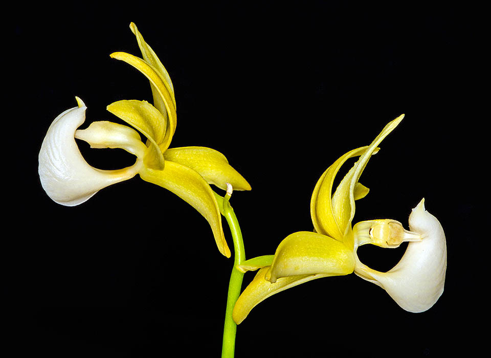 Per incollare il loro pollinario ai pronubi ed evitare l&rsquo;autoimpollinazione la colonna ed il labello di Mormodes warszewiczii compiono una torsione di 90-180&deg; rispetto all&rsquo;asse del fiore.