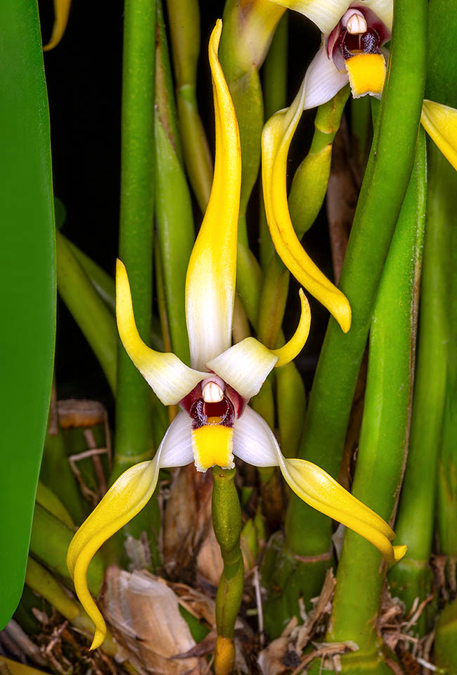 Epifita di piccole e medie dimensioni, Maxillaria setigera ha fiori larghi circa 6 cm con sepali lanceolati ricurvi e petali quasi lineari.