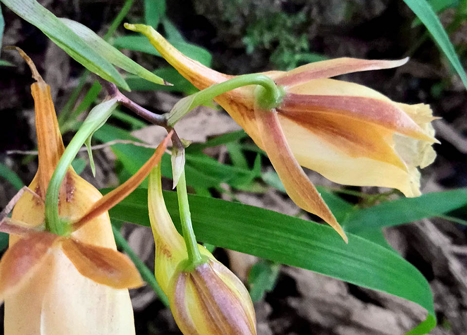 Il labello dei fiori di Galeandra baueri, lungo quasi come l&rsquo;ovario verde chiaro, &egrave; a forma d&rsquo;imbuto con uno sperone giallo dorato dalle caratteristiche strisce brune.
