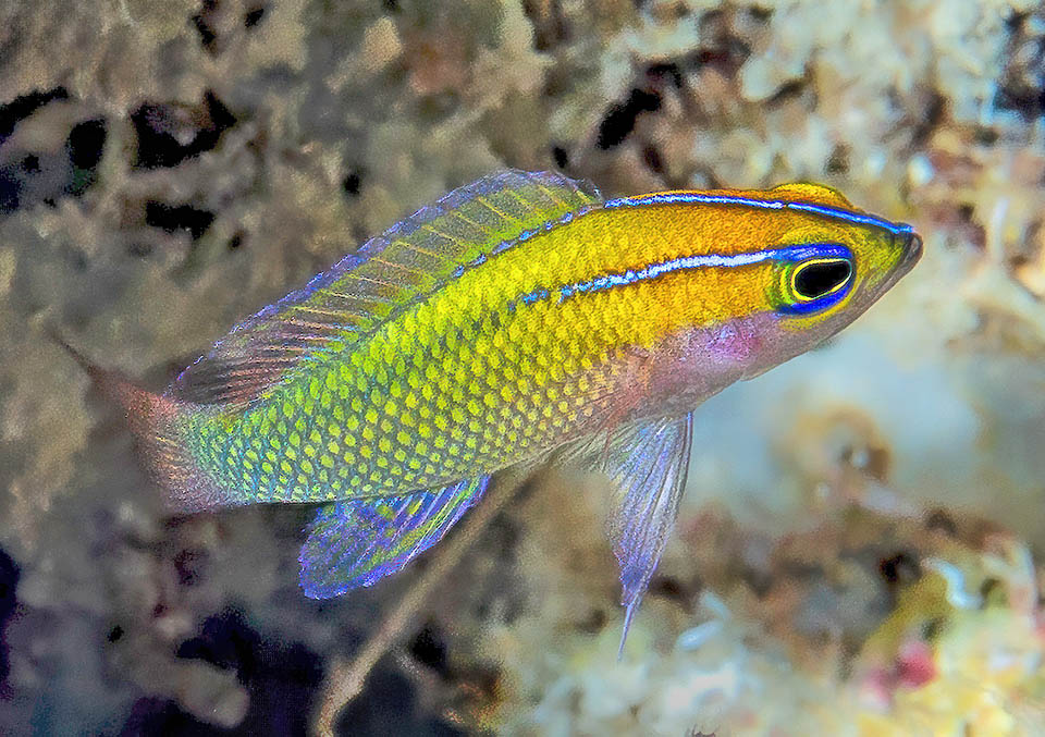 Lipogramma trilineata vive ai Caraibi fra 15 e 152 m di profondit&agrave;, ma pu&ograve; scendere a 170 m sul lato esterno dei reef. Minacciato dal Pesce scorpione non &egrave; tuttavia una specie a rischio.