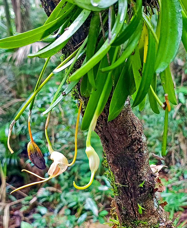 Le foglie oblungo-lanceolate, larghe circa 2 cm, raggiungono i 10-12 cm di lunghezza. I frutti sono capsule di forma allungata con semi microscopici. Non hanno riserve nutritive e per germinare necessitano delle ife di un fungo.