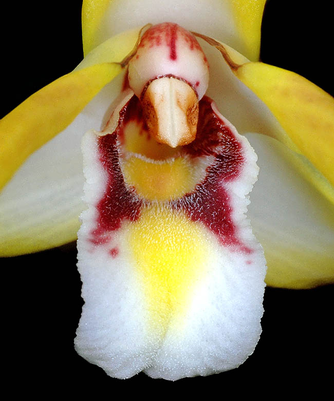 Il labello di Maxillaria setigera, quasi rettangolare, &egrave; bianco con venature cremisi, centro giallo e peli sparsi come indica in nome specifico.