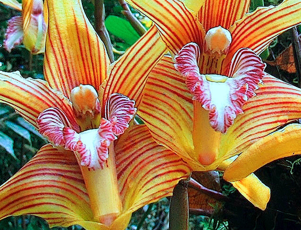 Il labello trilobato di Maxillaria striata, lungo circa 3,5-4 cm, in tonalit&agrave; contrastante rispetto al colore dei petali, &egrave; tipicamente bianco pallido con strisce viola e margine ricurvo sub-crenulato.