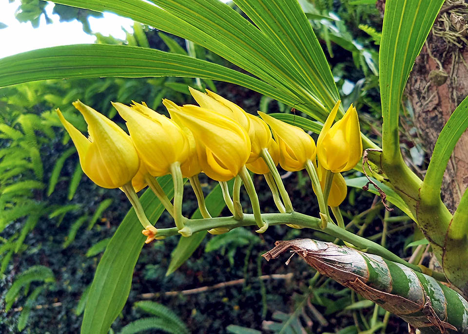As the scientific name states, Mormodes maculata var. unicolor has uniformly coloured flowers usually yellow.