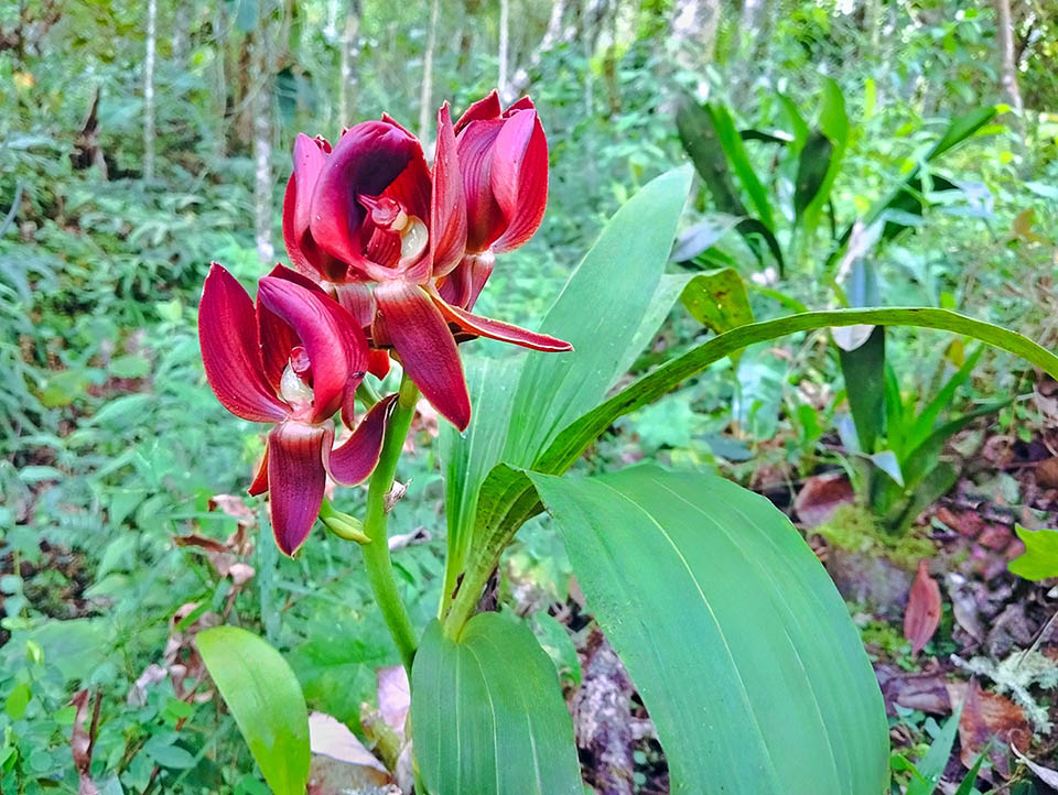 Mormodes rolfeana &egrave; una rara orchidea presente nelle foreste pluviali della Bolivia, Colombia, Ecuador e Per&ugrave; ad altitudini comprese fra 900 e 1900 m.