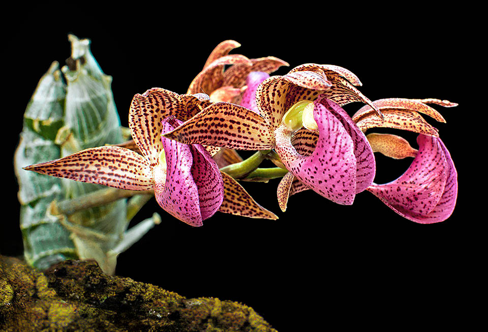 L&rsquo;infiorescenza &egrave; un racemo arcuato con fiori, revoluti al margine, grandi 6-6,5 cm, carnosi, di norma gialli, ma anche bruno-rossastri con macchie scure.