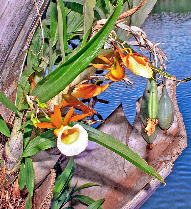 In Brasile si pu&ograve; trovare Galeandra baueri epifita su palme del genere Bactris, lungo le rive dei corsi d&rsquo;acqua.