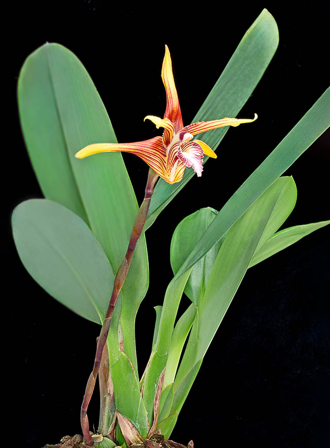 Maxillaria striata &egrave; ovviamente una specie molto richiesta dai collezionisti. Ma il suo habitat &egrave; minacciato, e figura quindi nell&rsquo;Appendice II della CITES, che regola il commercio internazionale garantendone cos&igrave; la sopravvivenza.
