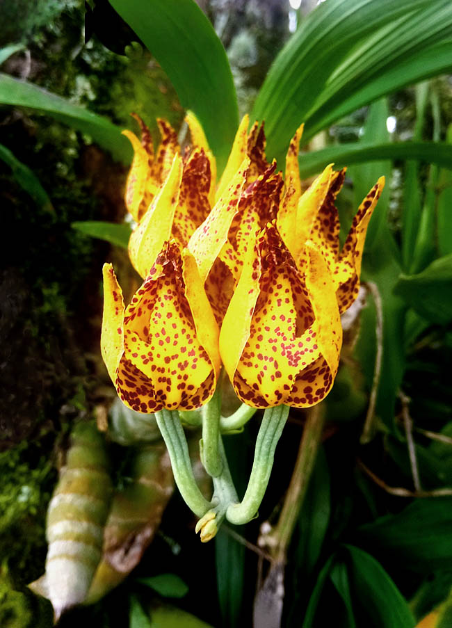 Mormodes maculata - Monaco Nature Encyclopedia