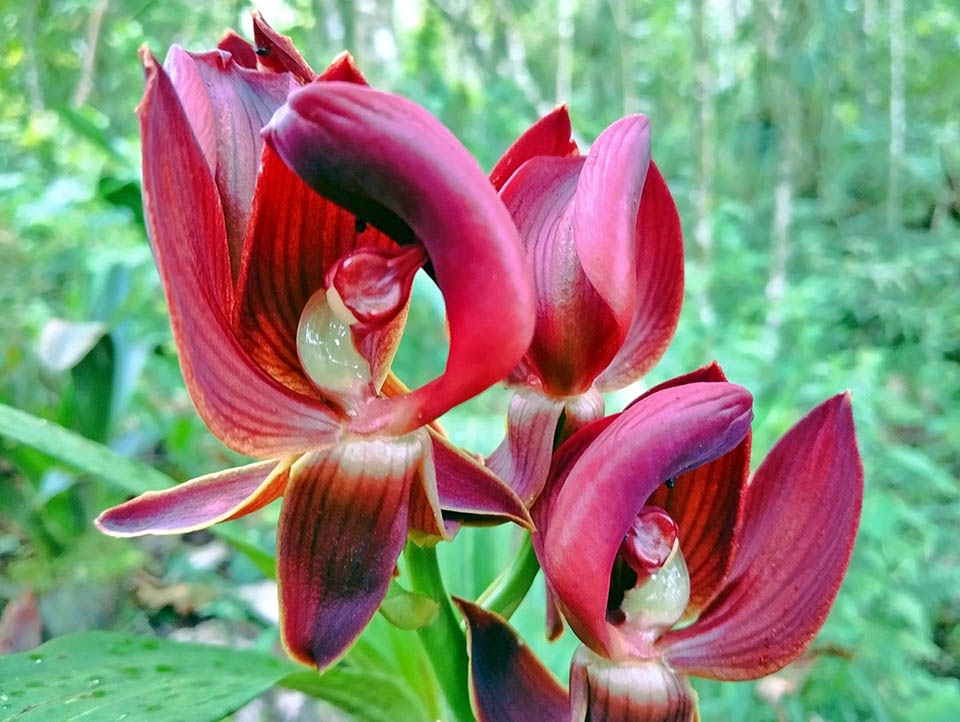 Per incollare loro il pollinario, evitando l&rsquo;autoimpollinazione, la colonna ed il labello compiono infine una torsione di 90-180&deg; rispetto all&rsquo;asse del fiore.