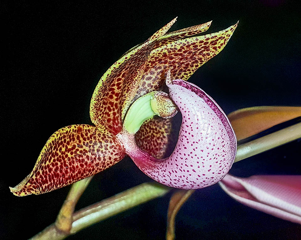 I fiori, maschili, femminili o ermafroditi di Mormodes warszewiczii, sono impollinati principalmente dalle api maschio della truib&ugrave; Euglossini attratte dall'intenso profumo del labello.