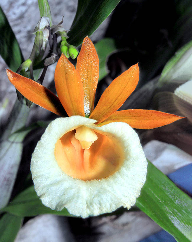 I grandi fiori di Galeandra baueri, profumati e di lunga durata, hanno sepali e petali con fitte strisce rossicce. Il labello presenta all&rsquo;interno quattro caratteristiche carene con l&rsquo;antera in alto che ricorda nella forma un elmo.