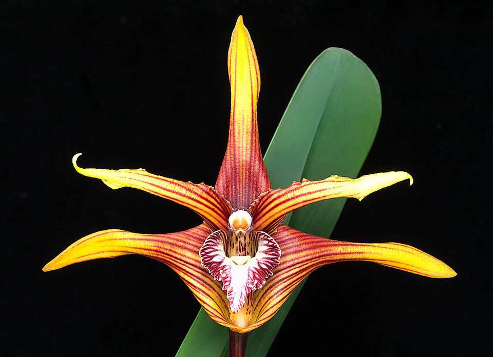 In coltura Maxillaria striata richiede luce intensa filtrata, umidit&agrave; elevata e costante con buona circolazione dell&rsquo;aria, e se possibile una temperatura diurna di 18-23 &deg;C e notturna di 12-16 &deg;C.