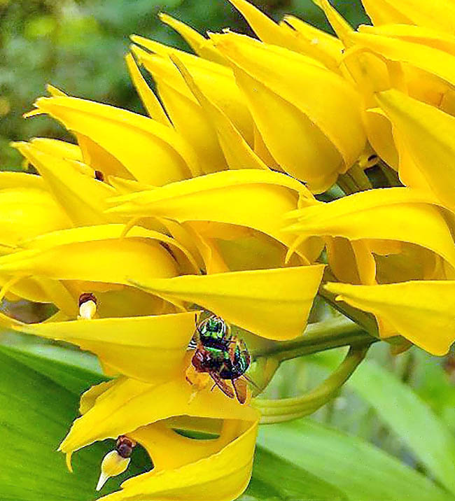 Pollination is mainly entrusted to colourful bees of the tribe Euglossini attracted by the labellum strong odour.