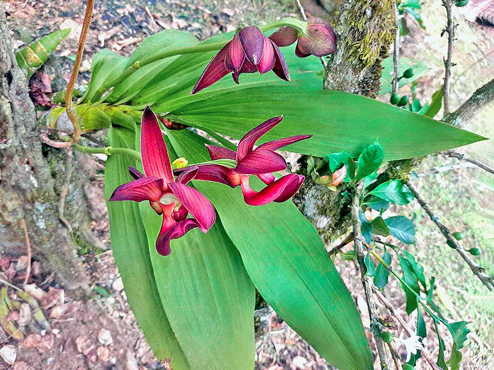 Epifita cespitosa, Mormodes rolfeana raggiunge i 60-70 cm d&rsquo;altezza, con pseudobulbi lunghi anche 27 cm e foglie caduche che possono sfiorare i 40 cm.