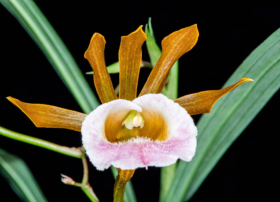 Si presenta bianco-giallastro, talora con venature o sfumature rosa-purpuree verso l&rsquo;interno.