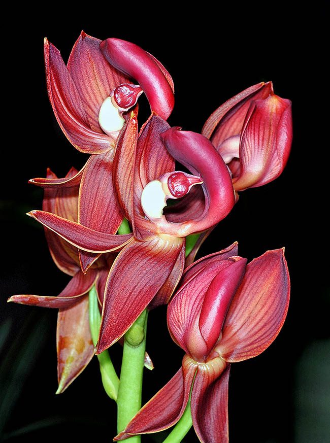 Mormodes rolfeana cresce bene in coltura e ha dato origine a numerosi ibridi prestigiosi.