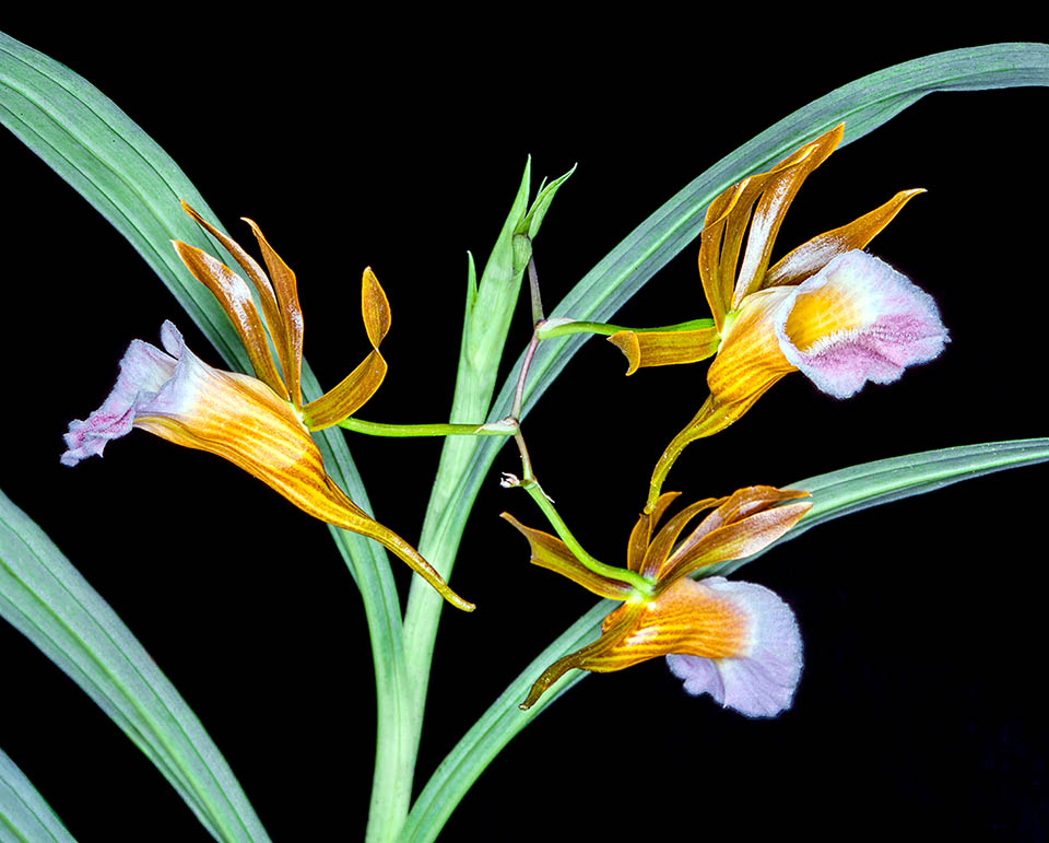 Galeandra baueri &egrave; un&rsquo;orchidea coltivata anche per il profumo dei fiori. Richiede luce intensa e diffusa senza sole diretto, e se possibile 23-28 &deg;C di giorno e 14-17&deg;C di notte.