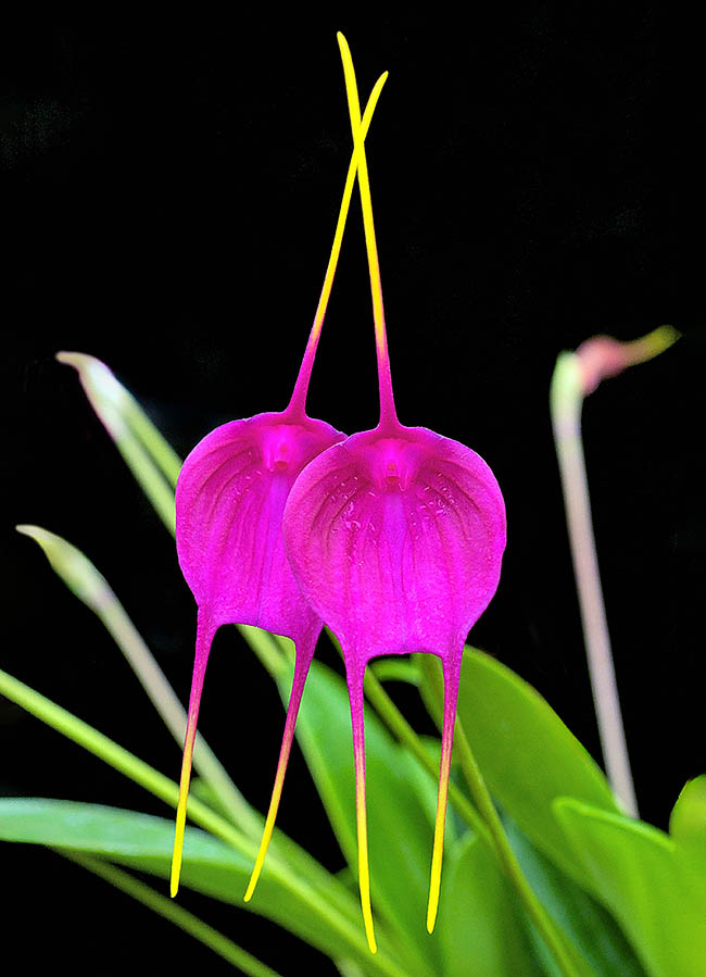 Masdevallia Redwing &egrave; un noto ibrido con fiori fucsia, rosa intenso, nato dall&rsquo;incrocio Masdevallia infracta x Masdevallia coccinea.