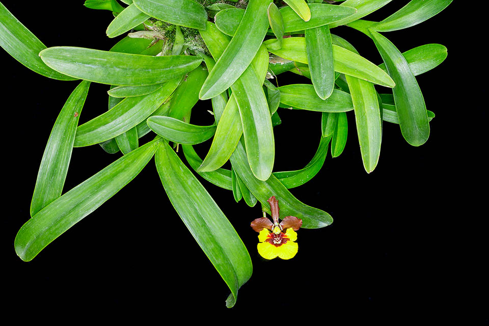 Gomesa croesus cresce in Brasile nelle foreste pluviali costiere, collinari o montuose, tra 400 e 600 m d&rsquo;altitudine.