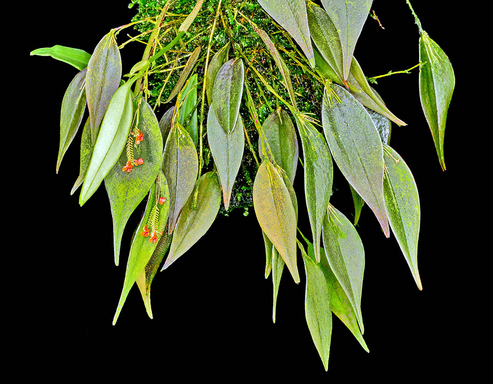 Lepanthes lappacea is a small epiphyte endemic to Costa Rica from 400 to 800 m of altitude. Grows in warm or temperate-warm habitats at high and constant humidity.
