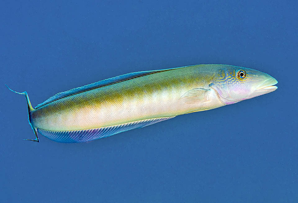 Lungo in genere 50 cm con un record a 70, il Pesce piastrella delle sabbie (Malacanthus plumieri) &egrave; presente dalla Carolina del Nord e le Bermuda al Golfo del Messico e tutti i Caraibi. Dopo un&rsquo;interruzione fra la foce dell&rsquo;Orinoco e il Rio delle Amazzoni, raggiunge l&rsquo;Uruguay, e al largo l&rsquo;isola di Trinidad e l&rsquo;isola di Ascensione nell&rsquo;Atlantico orientale.