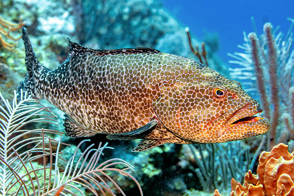 Con la sua livrea a nido d&rsquo;ape, Mycteroperca tigris &egrave; una specie tropicale caraibica con una popolazione disgiunta in Brasile.