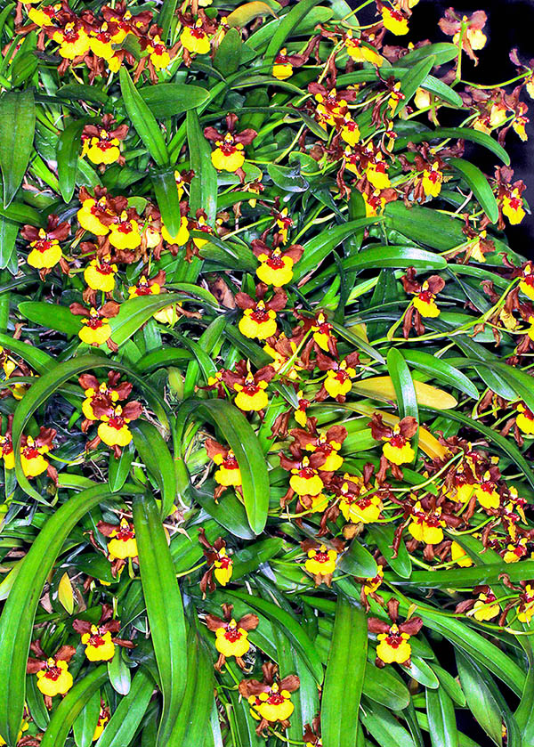 &Egrave; un&rsquo;epifita con una ricca ed esuberante fioritura che le &egrave; valso il nome specifico di &ldquo;creseus&rdquo;, sovrano noto per la sua ricchezza.