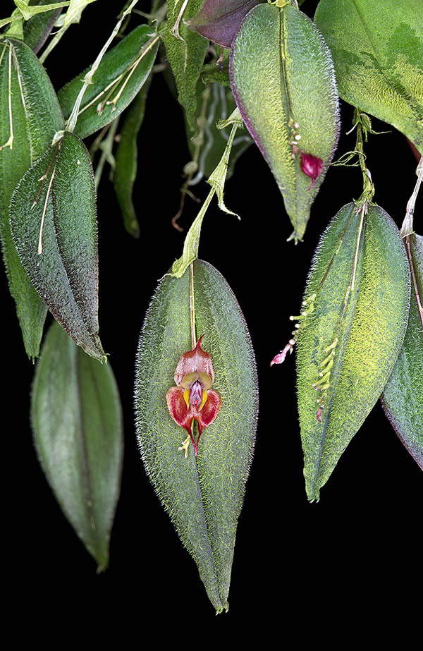 Lepanthes gargoyla Il fiore pende sopra alla pagina inferiore delle foglie che da rifugio con la sua pelosità alle femmine.