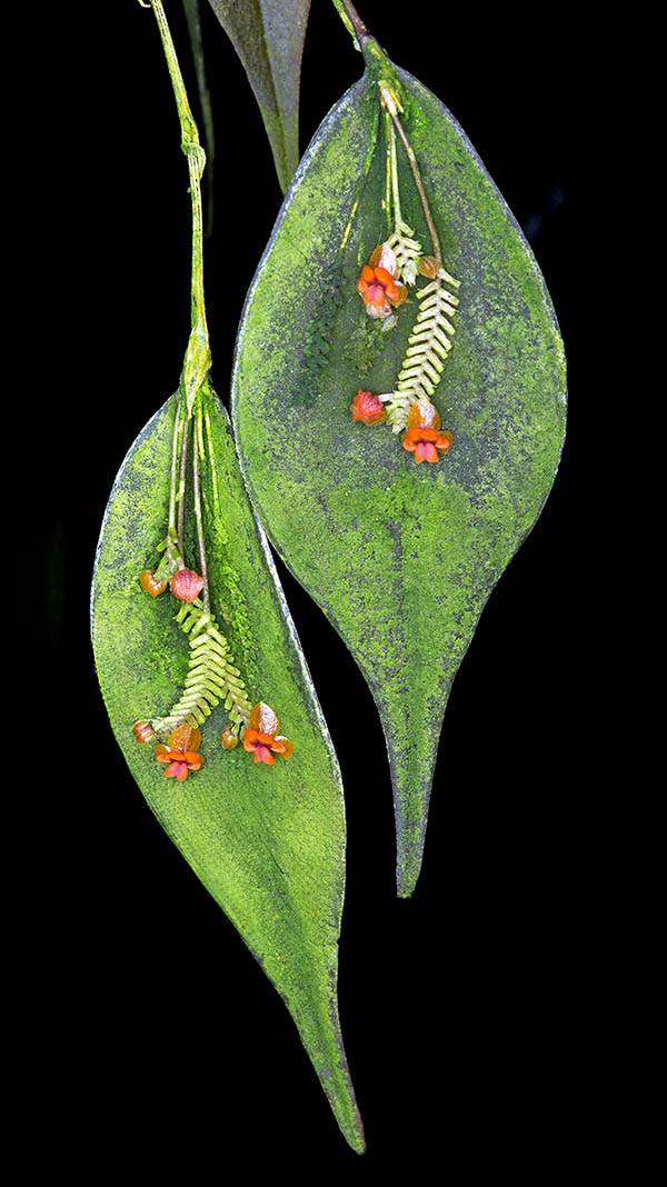 Ramicauls of Lepanthes lappacea have only one 4-5 x 1,6 cm coriaceous, ovate and acute apical leaf, slightly sharp, 
