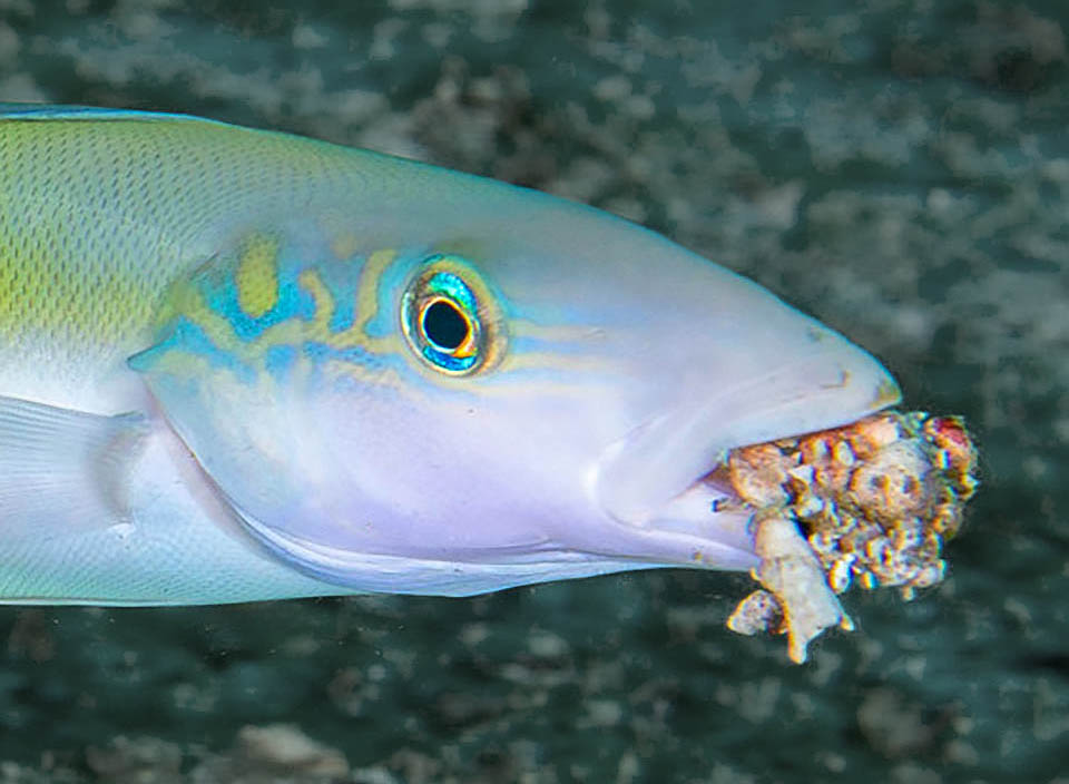 Malacanthus plumieri abita in una tana scavata nella sabbia che piastrella ostinatamente intorno, giorno dopo giorno, con frammenti corallini raccolti o rubati ad altri pesci nel raggio di 30 m.