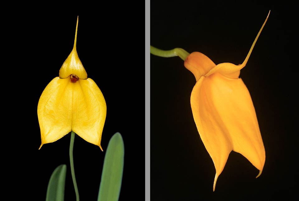 I fiori di un bel giallo brillante, talora con tonalit&agrave; arancioni, recano tre punte allungate simili a code.