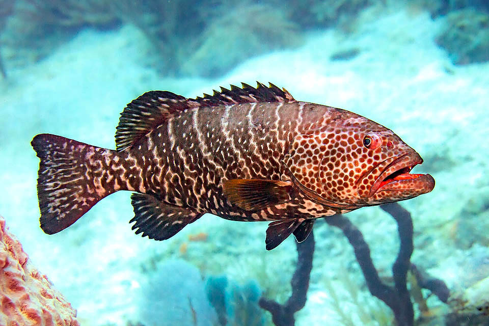 Il termine specifico tigris deriva dalle 8-11 strisce parallele diagonali sui fianchi che evocano il mantello di una tigre.