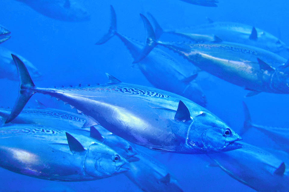 Anche se la taglia corrente si aggira sugli 80 cm, Euthynnus alletteratus ha tutte la caratteristiche dei grandi tonni ma la carne non &egrave; fra le migliori.