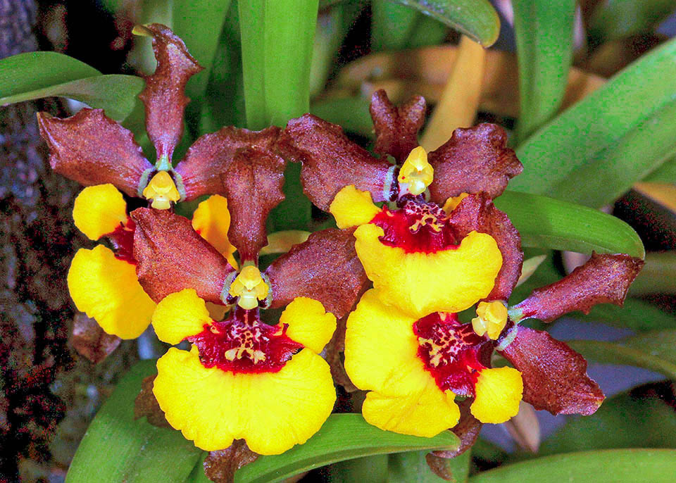 I petali e i sepali di Gomesa croesus hanno un colore scuro con sfumature dal marrone al bruno-porpora. Il labello, giallo oro brillante, si presenta trilobato, con piccoli lobi laterali arrotondati alla base ed un lobo centrale molto grande. Alla base e al centro del labello &egrave; presente un callo rialzato bianco con macchie rosso scuro.