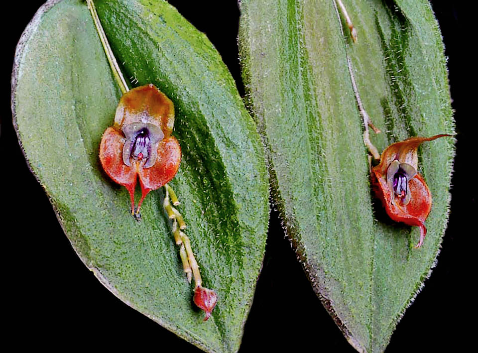 Lepanthes gargoyla
