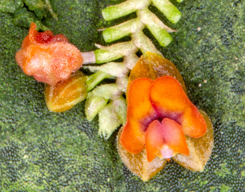 The tiny flowers of Lepanthes lappacea have orange petals, obliquely bilobed, 0,75 mm long and 2 mm wide, with only one central vein and with oblong-ovate lobes.
