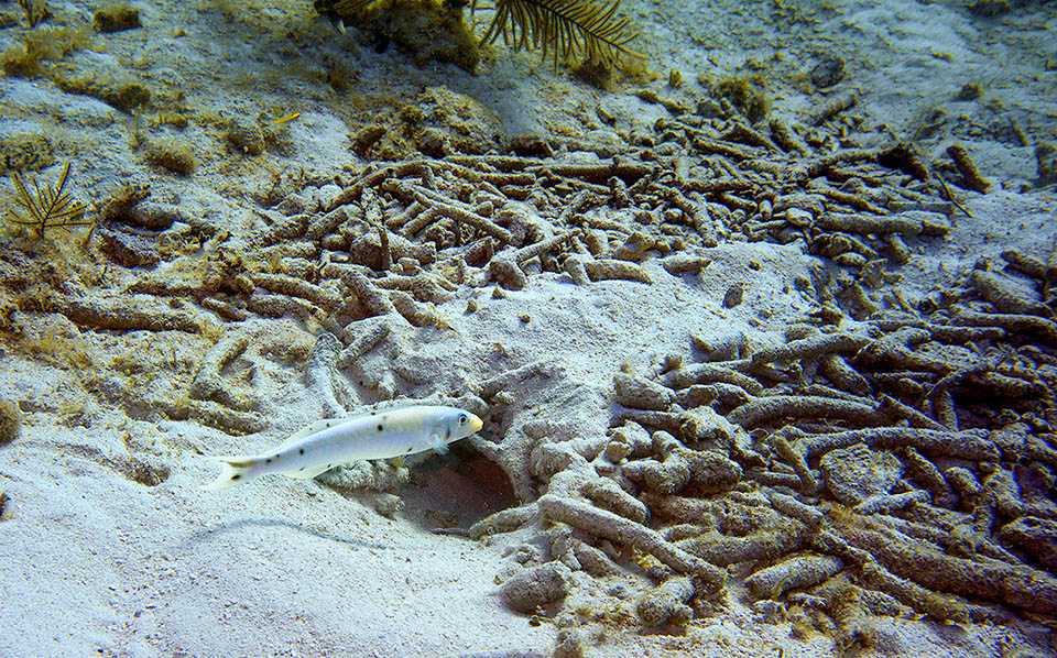 Col tempo Malacanthus plumieri crea cumoli imponenti che formano un caratteristico anello di 60-180 cm posto al centro di un territorio di circa 1000 m&sup2; per i maschi e 250 m&sup2; per le femmine &copy; Jeff Mitton