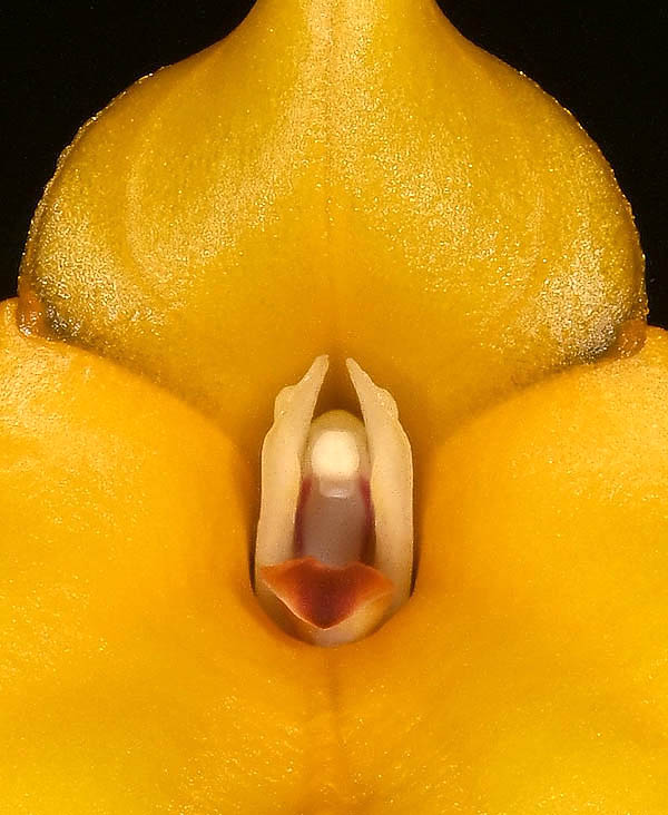 I petali, posti all&rsquo;interno del tubo, sono molto piccoli, biancastri o giallonogli, disposti ai lati della colonna alata, bianca, gialla alla base con margini cremisi. Il labello, molto ridotto, &egrave; spesso di colore arancione.