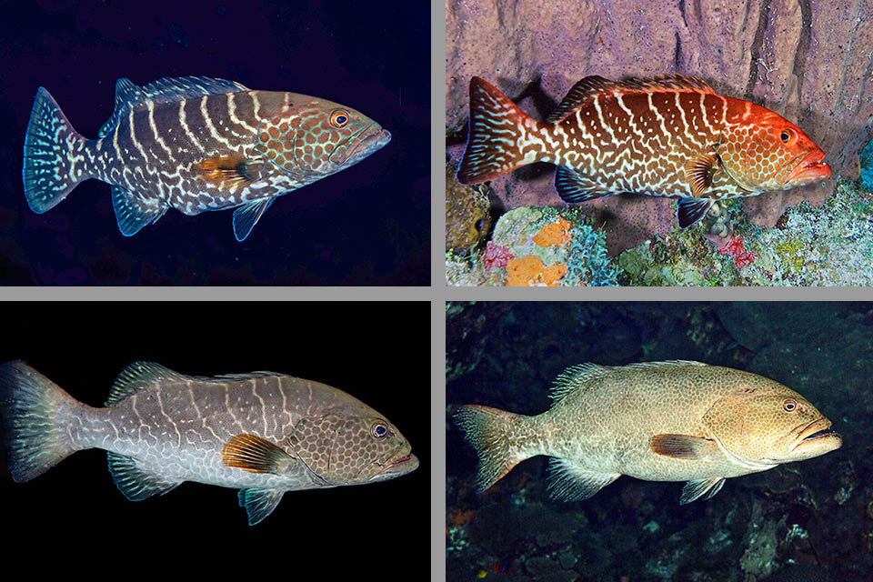 Ma il colore e i disegni di Mycteroperca tigris mutano secondo l&rsquo;ambiente e l&rsquo;umore del pesce, fino ad una livrea beige uniforme, quasi senza strisce.