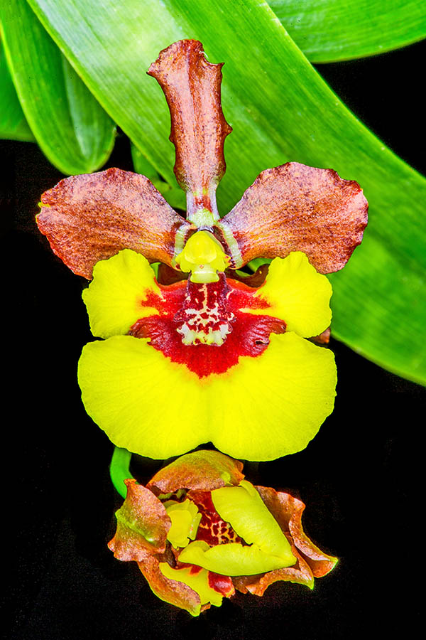 Tra il labello e la base della colonna &egrave; presente un rigonfiamento calloso detto &ldquo;tabula infrastigmatica&rdquo; che, assieme al callo, simula, per inganno visivo e tattile, un elaioforo colmo d&rsquo;olio per attirare le api Centridini.