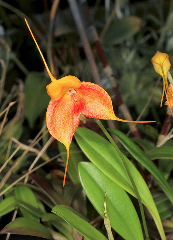 Masdevallia Pixie Gold 'Sunburst' &egrave; il clone di un ibrido primario, Masdevallia davisii x Masdevallia caudata.