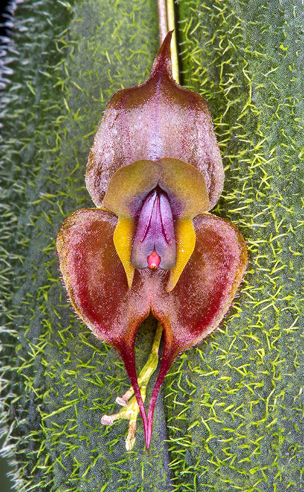 4 Lepanthes gargoyla © Giuseppe Mazza